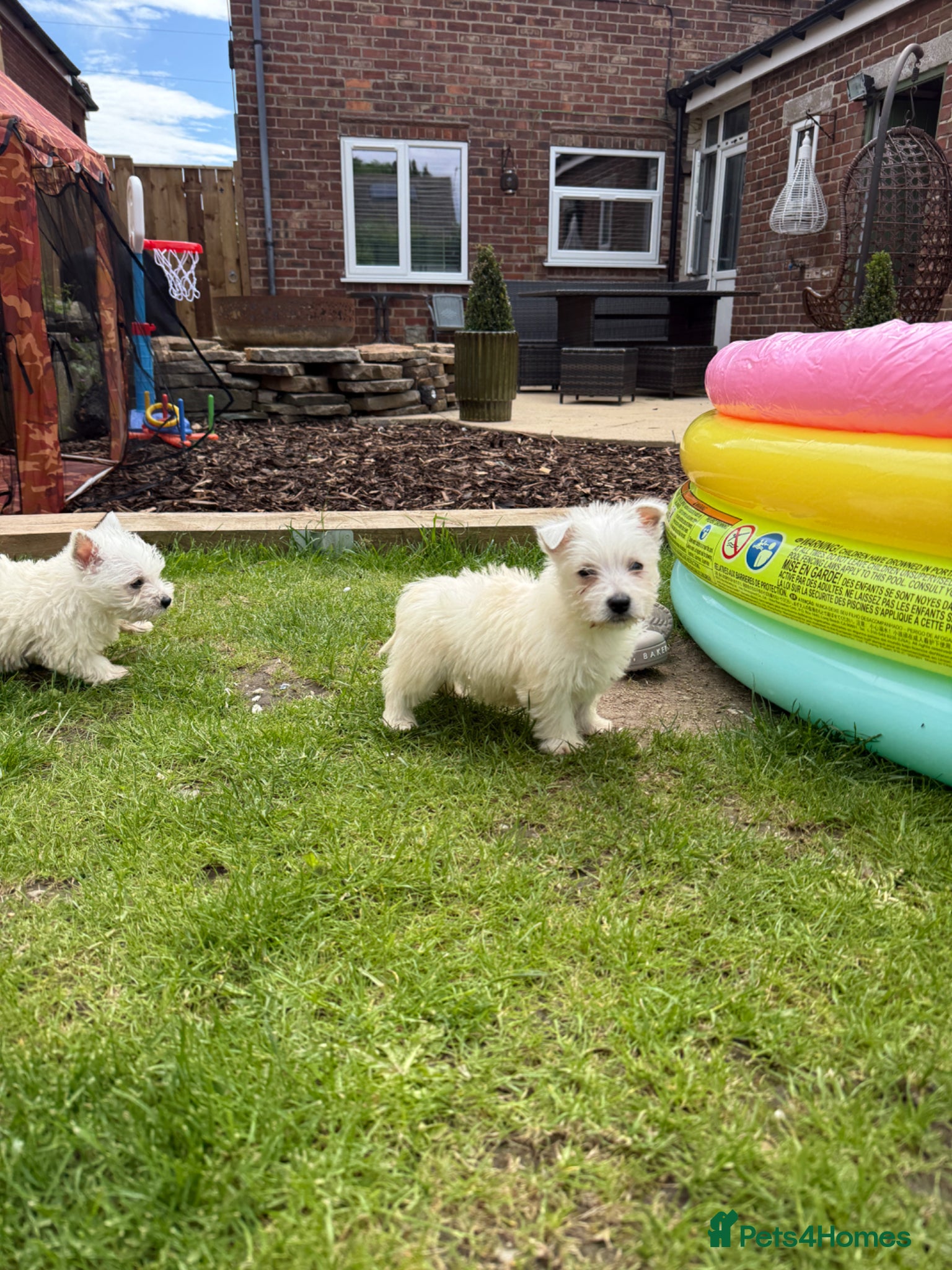 West Highland Terrier dogs for sale: Westies  in Middlesbrough - Advert 3