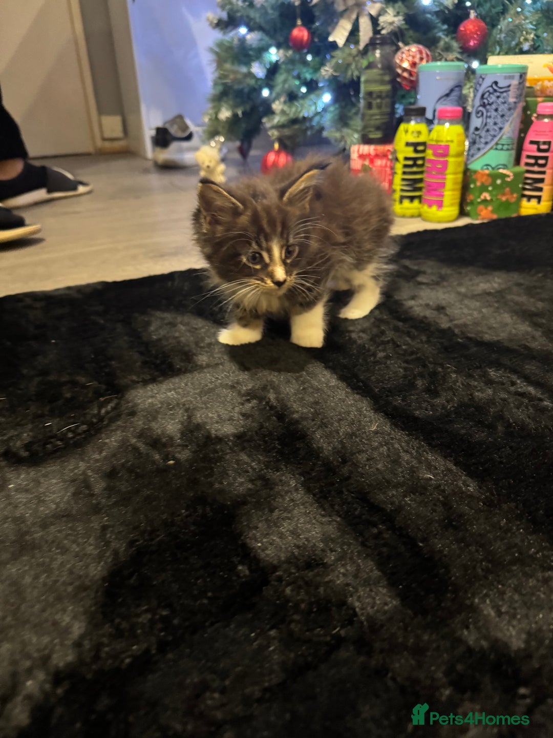 Maine Coon cats for sale: Full Maine Coon for sale - Advert 33