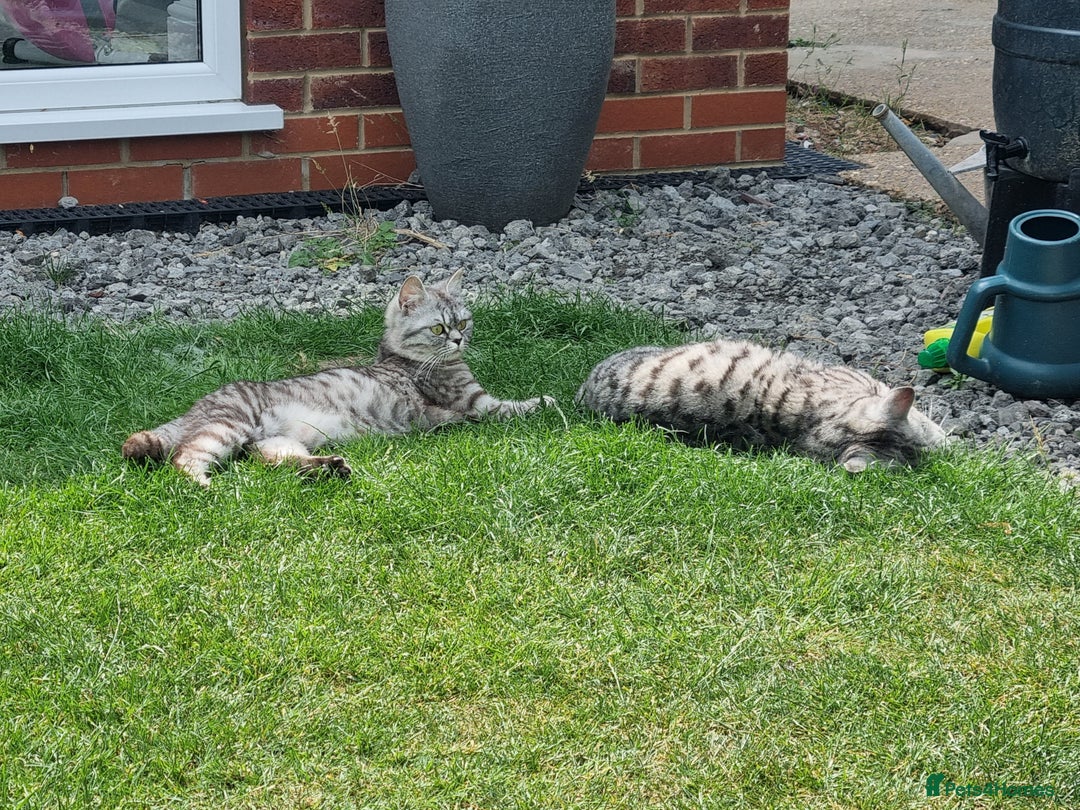 British Shorthair cats for sale: SILVER & GOLDEN SPOTTED BRITISH SHORTHAIR KITTENS  - Image 14