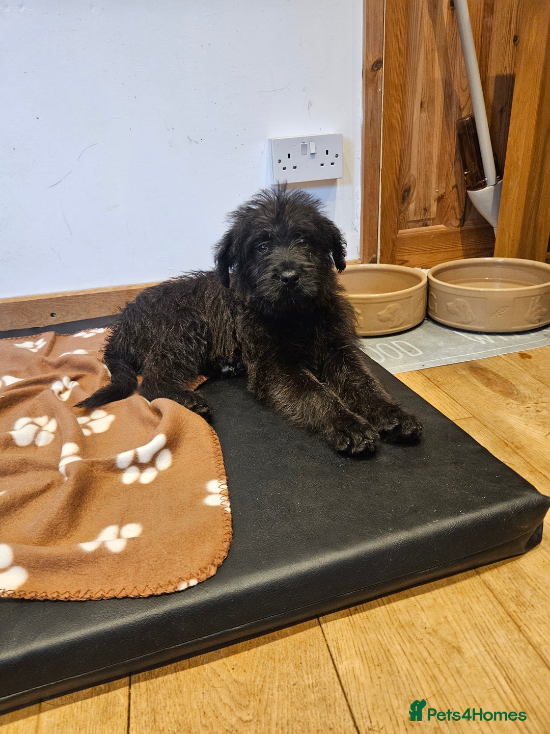 Mixed Breed dogs for sale: Rottweiler x poodle puppies ✨️ready now✨️ - Advert 29