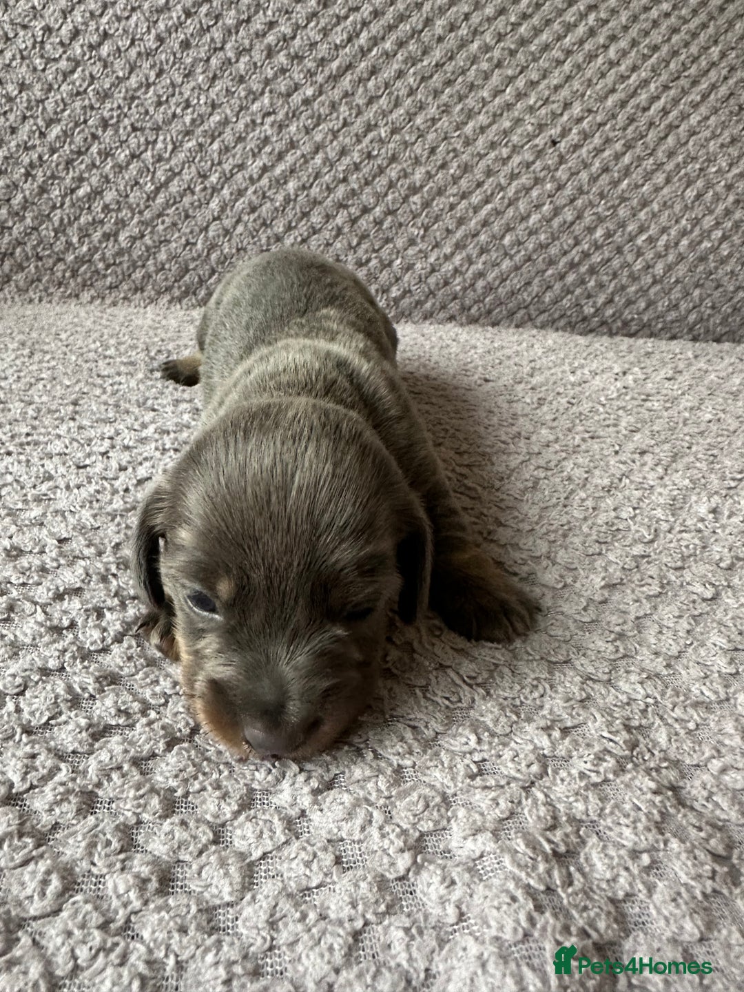 Dachshund dogs for sale: Beautiful litter of 3 KC Reg - Advert 4