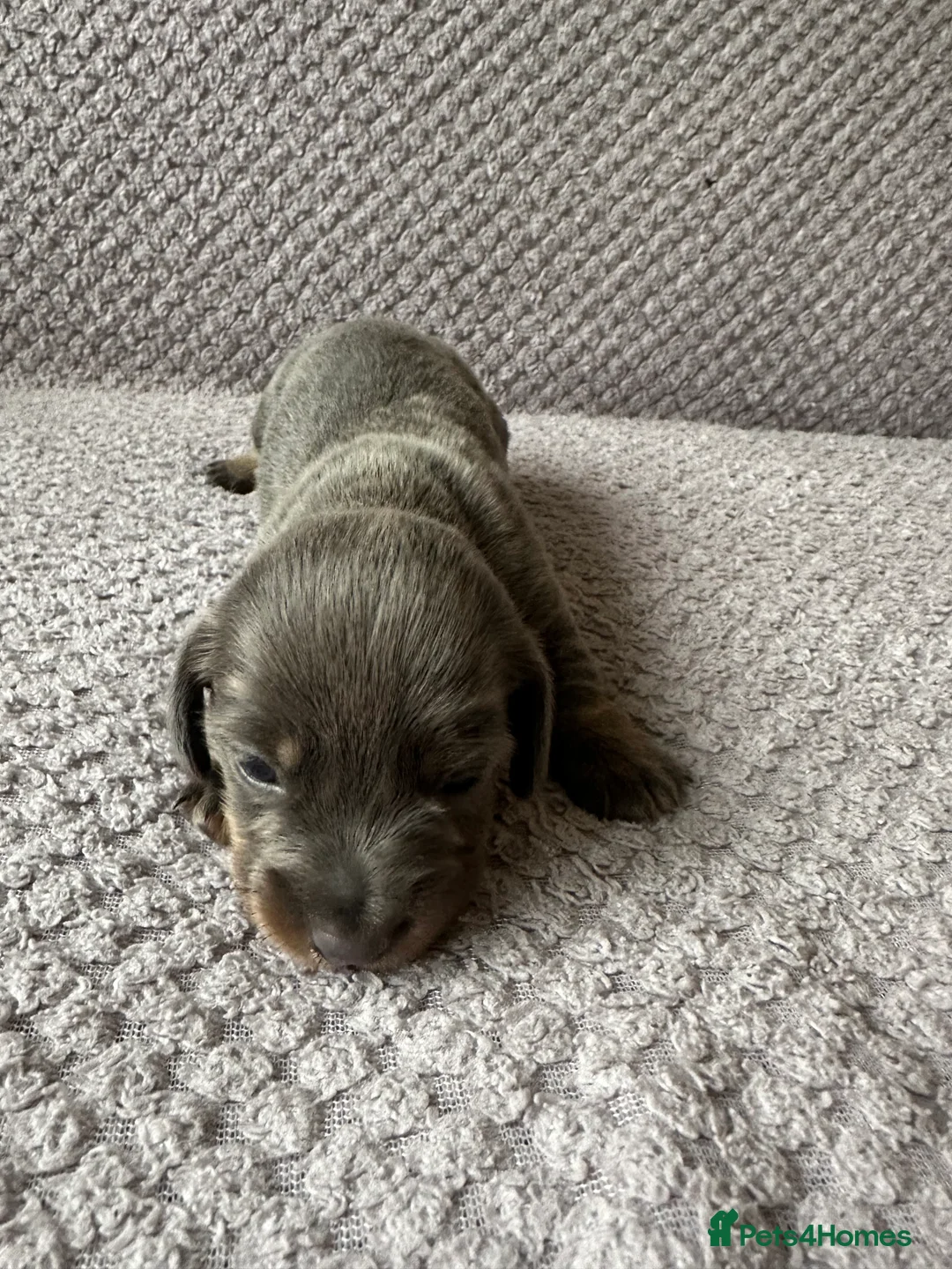 Dachshund dogs for sale: Beautiful litter of 3 KC Reg - Advert 11