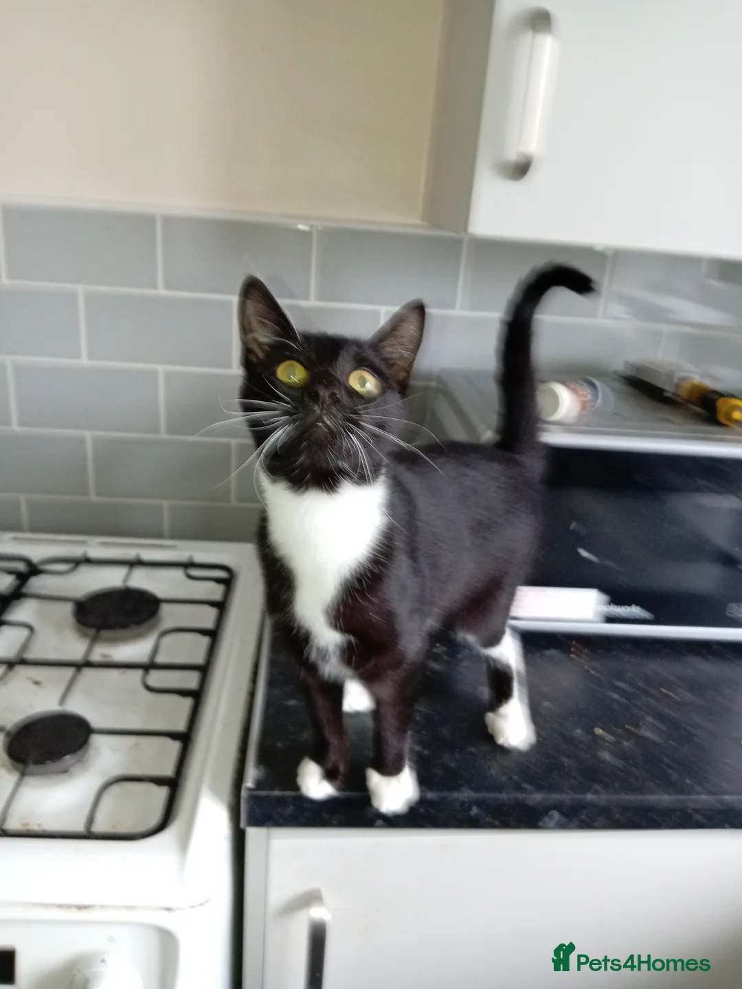 Mixed Breed cats for sale: Little princess - Advert 1