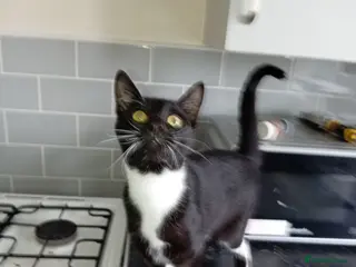 Mixed Breed cats Little princess - Advert 3