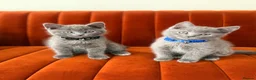 British Shorthair cats for sale:     Gorgeous Blue British Shorthair Kittens 💙💙🩷 - Advert 7