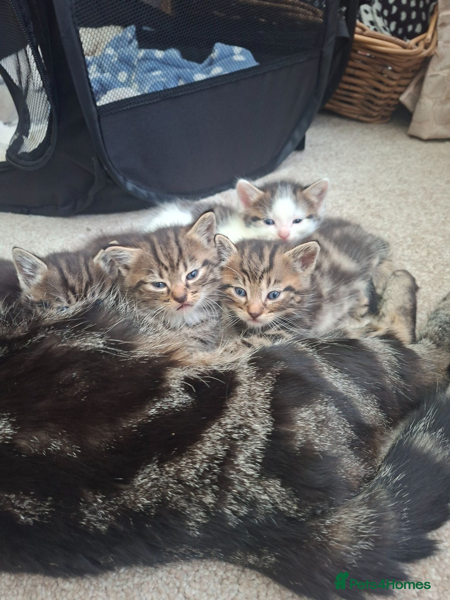 Mixed Breed cats Beautiful tabby kittens - Advert 1