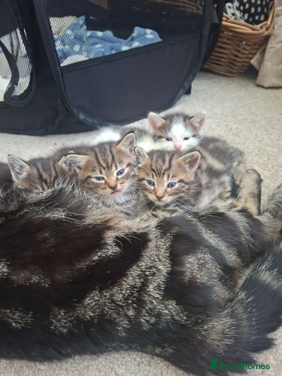 Mixed Breed cats for sale: Beautiful tabby kittens - Advert 1
