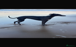 Whippet dogs for sale: Whippet puppies  - Image 14
