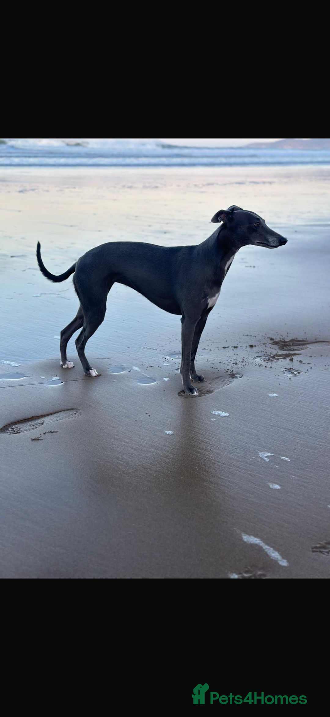 Whippet dogs for sale: Whippet puppies  - Image 14