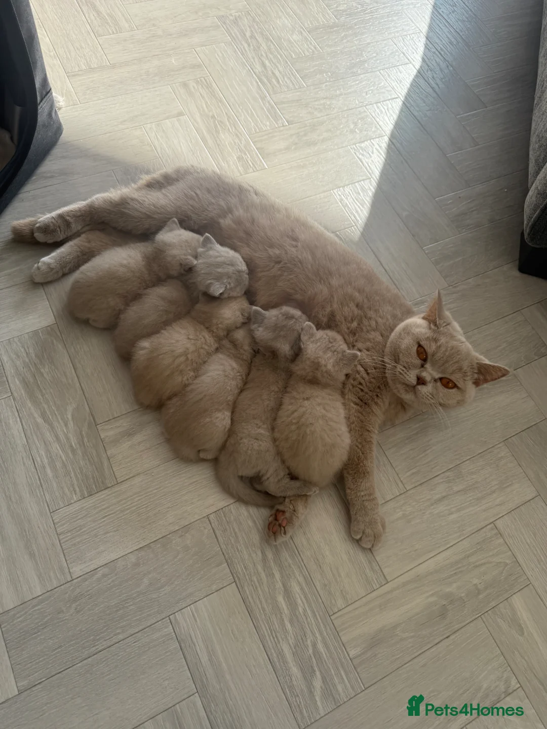 British Shorthair cats for sale: British shorthair boys cream/lilac  - Advert 1