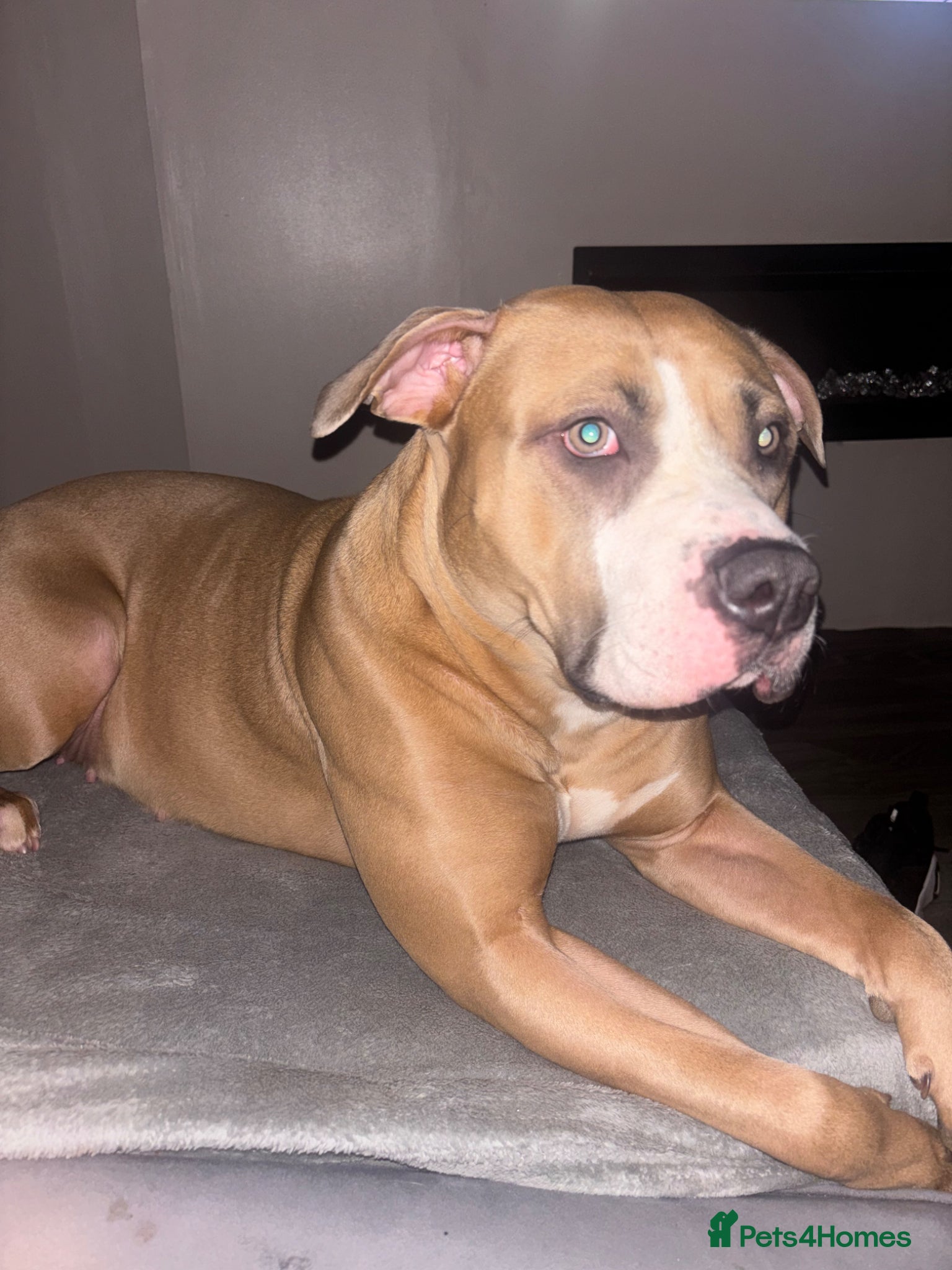 Mixed Breed dogs Stunning American bulldog staff  - Advert 2