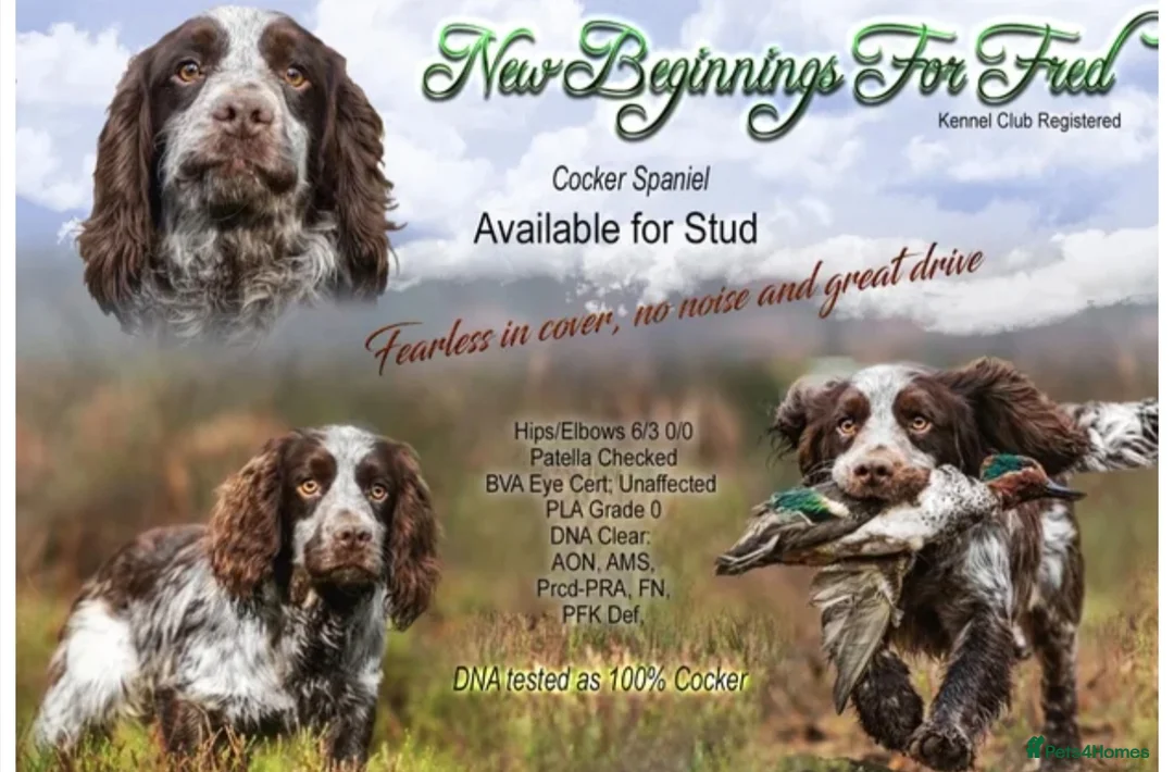 Sprocker dogs for sale: Sprockets Due This Week - Advert 2