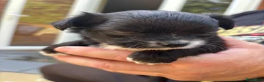 Chihuahua 5