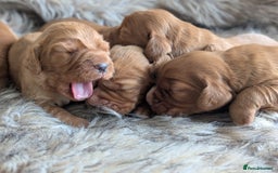 Cocker Spaniel dogs for sale: Deep Red Cocker Spaniel puppies for sale - Image 1