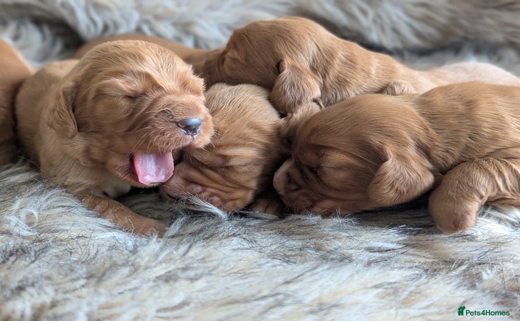 Cocker Spaniel dogs - Advert 14