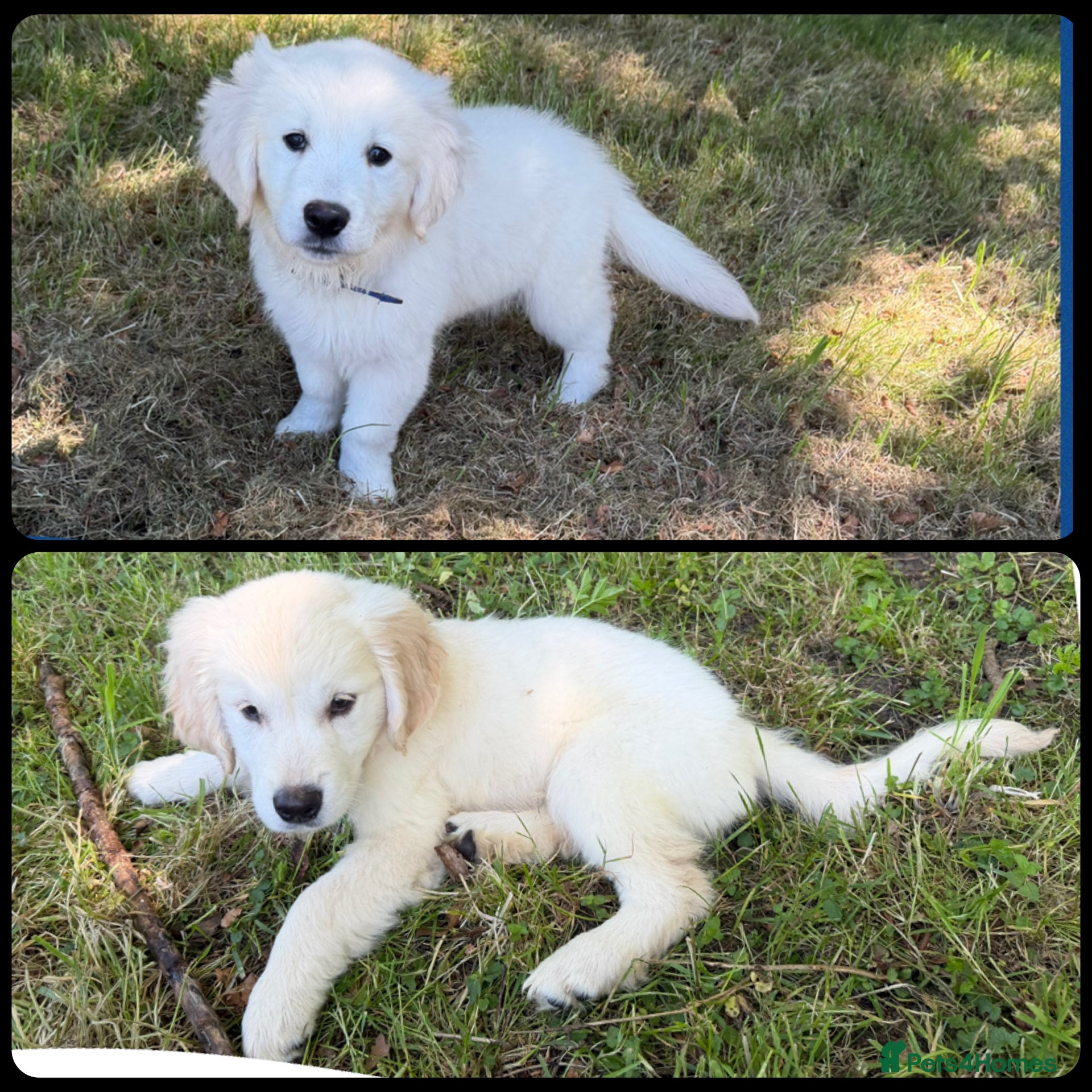 Golden Retriever dogs KC Registered Golden Retriever Pups  - Advert 1
