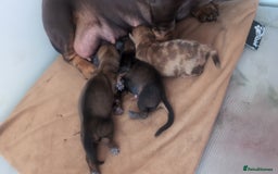 Miniature Dachshund dogs for sale: 2 gorgeous Miniatures available - Image 5