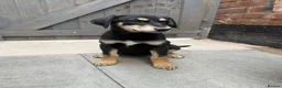 Mixed Breed dogs for sale: Dobermann x husky puppies - Advert 6