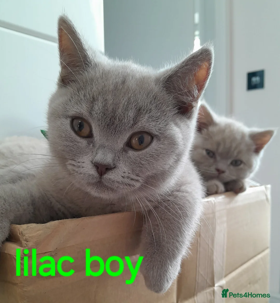 British Shorthair cats for sale: British shorthair gccf health checked - Advert 2