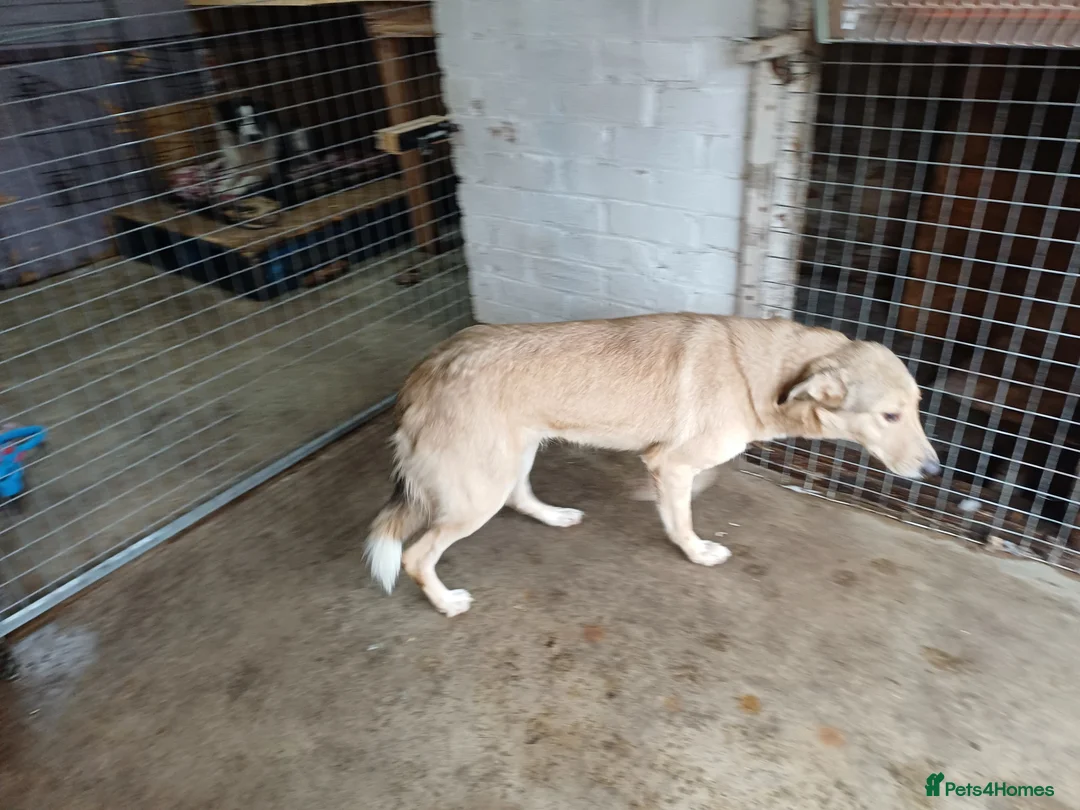 Mixed Breed dogs for adoption: 🐾 CANDY 🍯 A Gentle Soul Learning to Trust Again - Advert 1