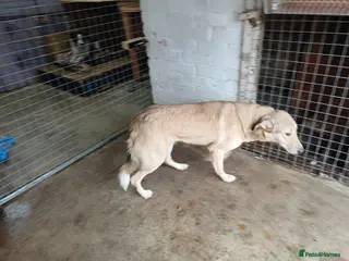 Mixed Breed dogs 🐾 CANDY 🍯 A Gentle Soul Learning to Trust Again - Advert 10