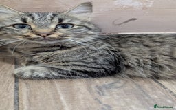 Mixed Breed cats for sale: Kittens for sale - Image 1