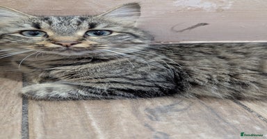Mixed Breed cats - Advert 1