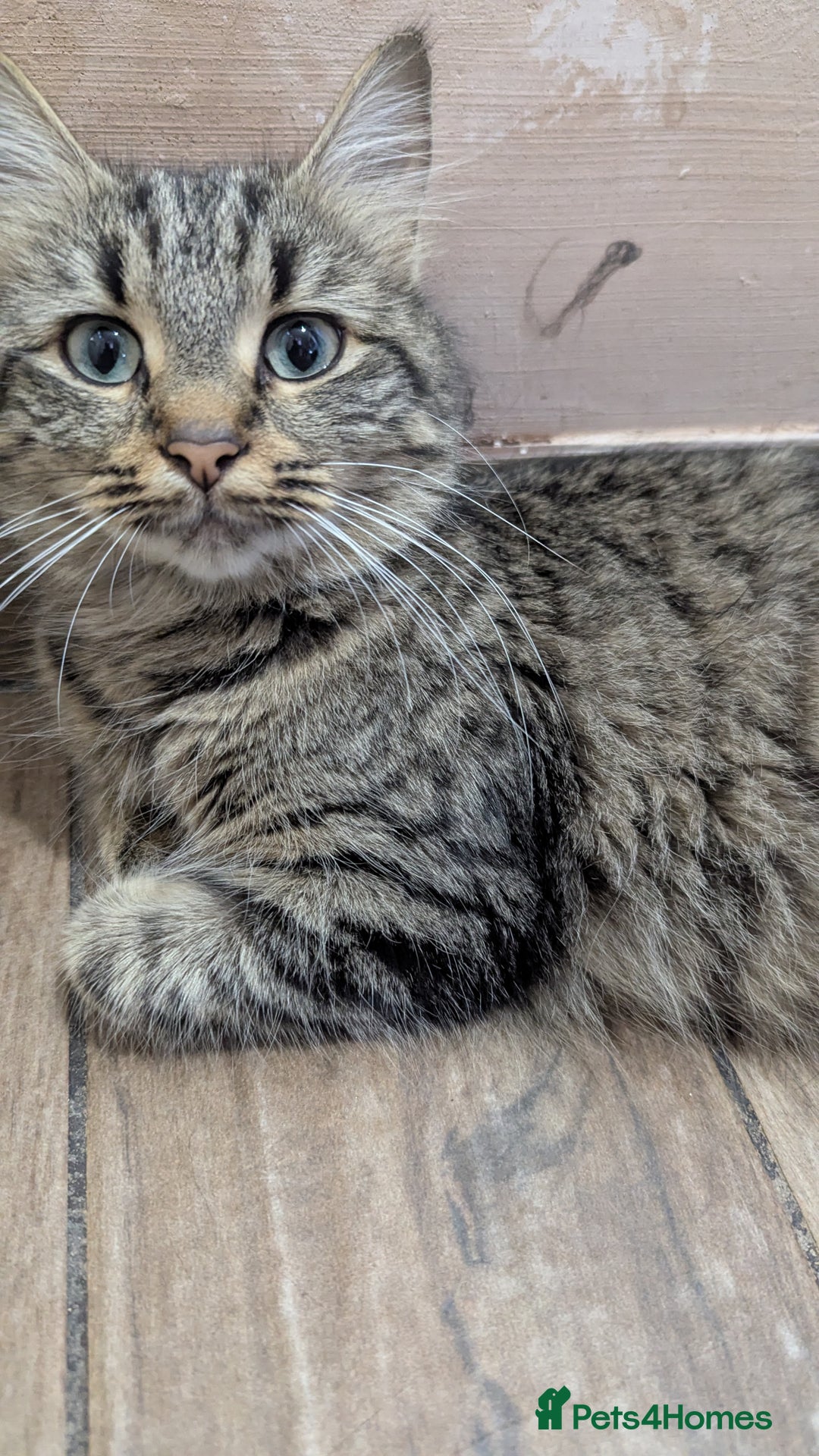 Mixed Breed cats for sale: Kittens for sale - Image 1