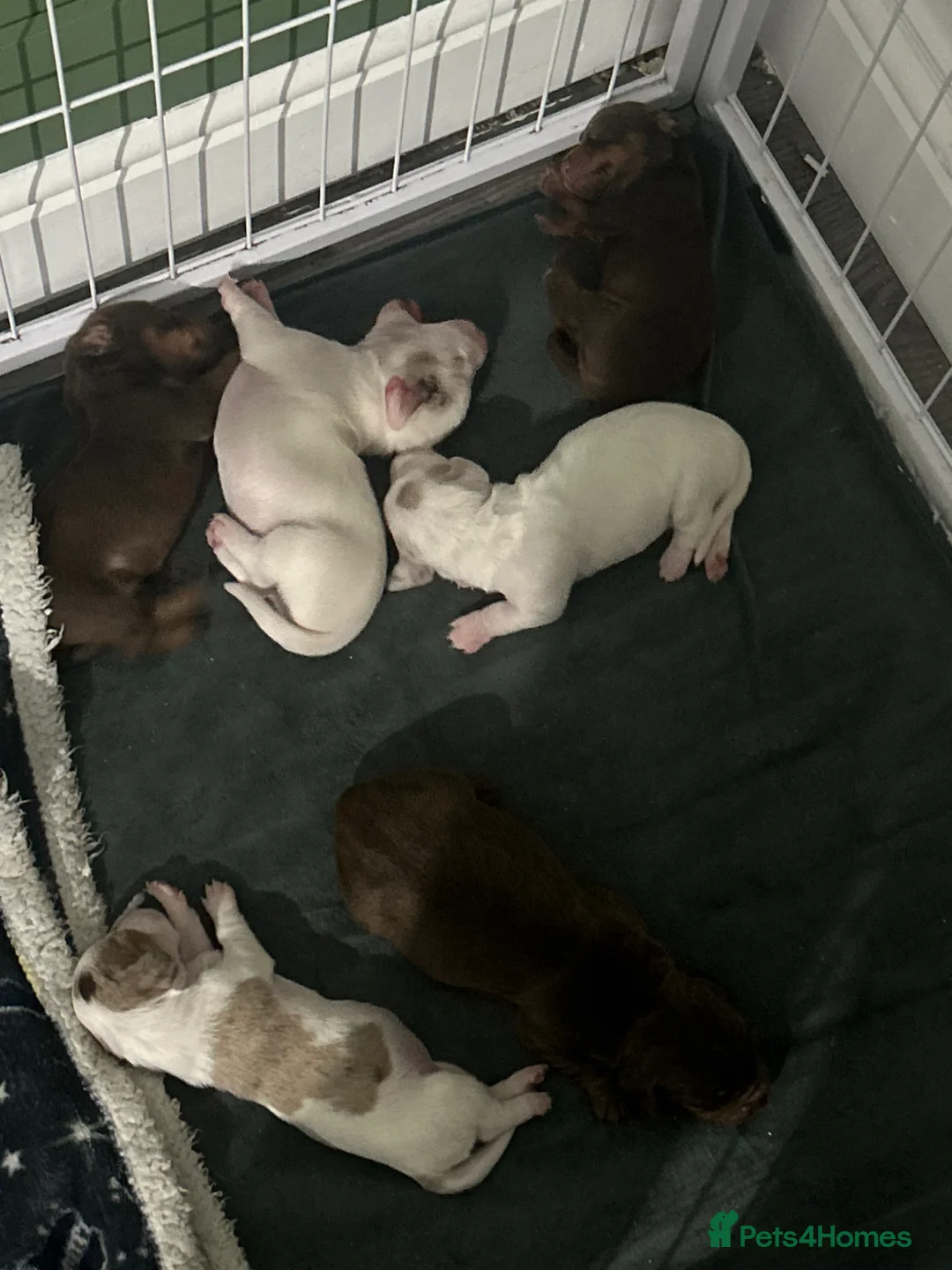 Miniature Dachshund dogs for sale: Dashounds in Castleford - Advert 2