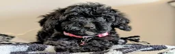 Cavapoochon dogs for sale: Extensively Tested Cavapoochons Fully Vaccinated  - Advert 20