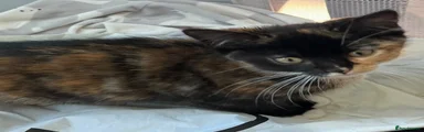 British Shorthair Kitten 5