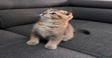 Scottish Fold cats - Advert 8