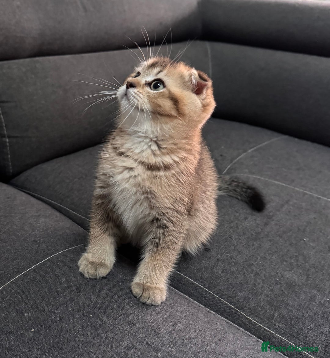 Scottish Fold cats for sale: Scottish fold - Image 2