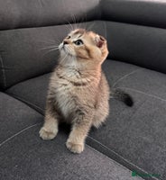 Scottish Fold cats - Advert 16