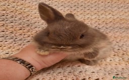 Netherland Dwarf rabbits for sale: Five Litters Of Netherland Dwarf Babies  - Image 9
