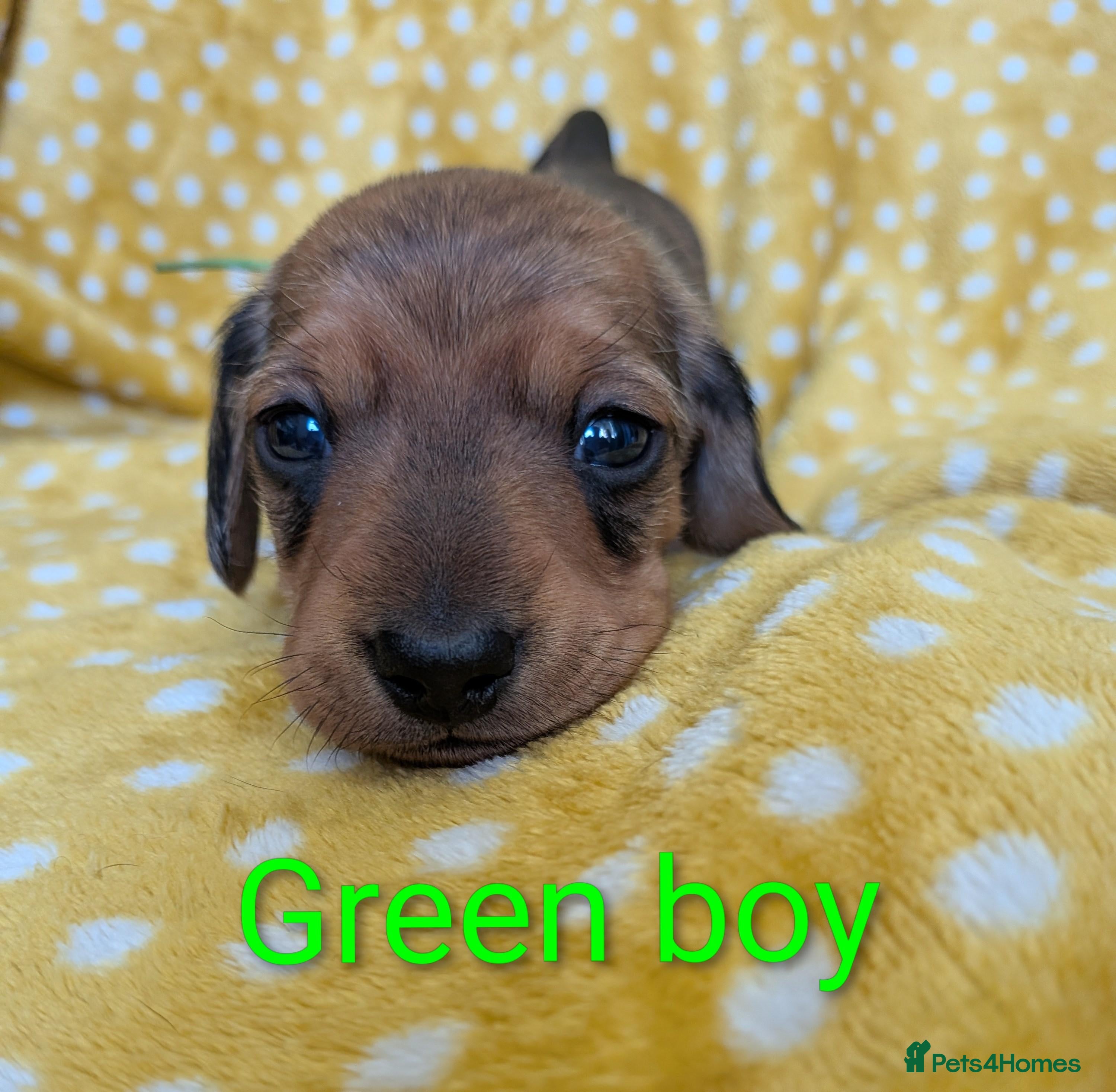 Miniature Dachshund dogs for sale: Mini Smooth Dachshund - Shaded Red Boy  x 2 - Advert 15