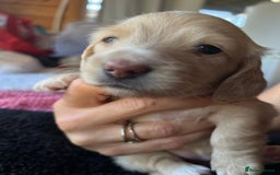 Dachshund dogs for sale:  Cream long haired miniature Dachshund - Image 7