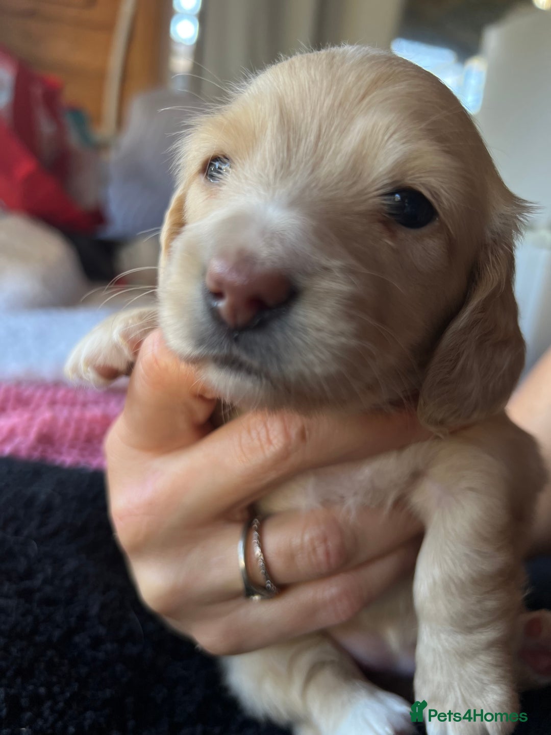 Dachshund dogs for sale:  Cream long haired miniature Dachshund - Image 7