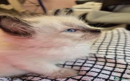 Ragdoll cats for sale: Beautiful Ragdolls Parents health tested 💖 - Image 18