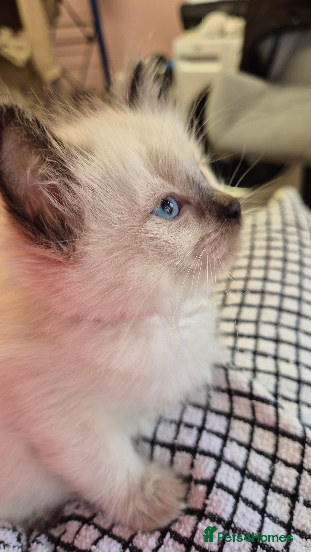Ragdoll cats for sale: Beautiful Ragdolls Parents health tested 💖 - Image 18