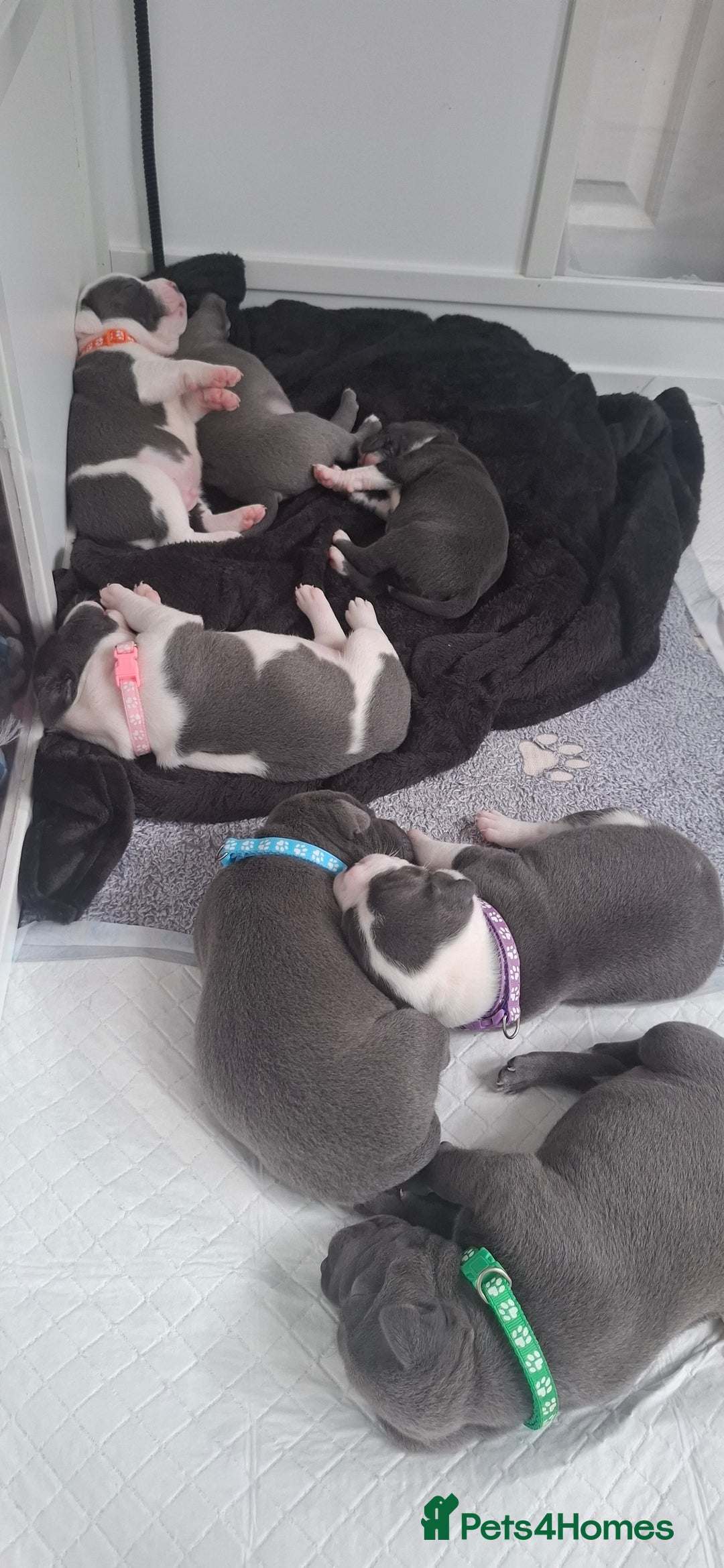 Staffordshire Bull Terrier dogs for sale: Blue Staffordshire bull terrier puppies  - Image 30
