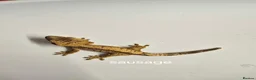 Gecko reptiles for sale: Baby Crested Geckos  - Advert 8