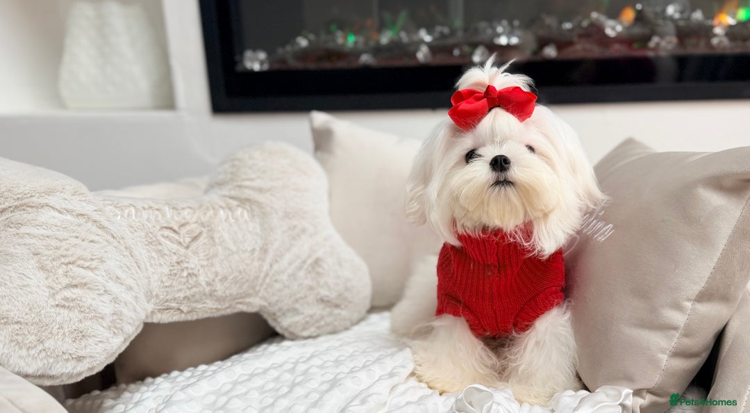 Maltese dogs for sale: Beautiful 6 month old Maltese Puppy Ready Now - Advert 16