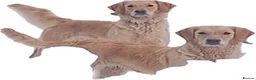 Golden Retriever dogs for sale: Gorgeous goldens - Advert 2