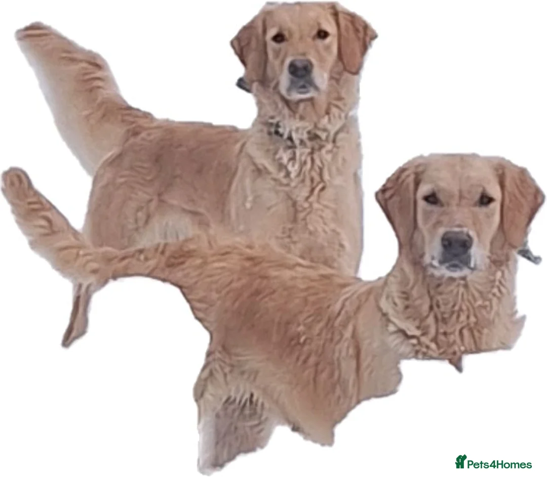 Golden Retriever dogs for sale: Gorgeous goldens - Advert 2