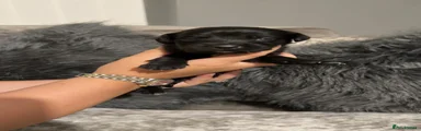 Cockerdor Puppy 4