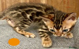 Bengal cats for sale: 6 Gorgeous Bengals kittens ready for reservation  - Image 9
