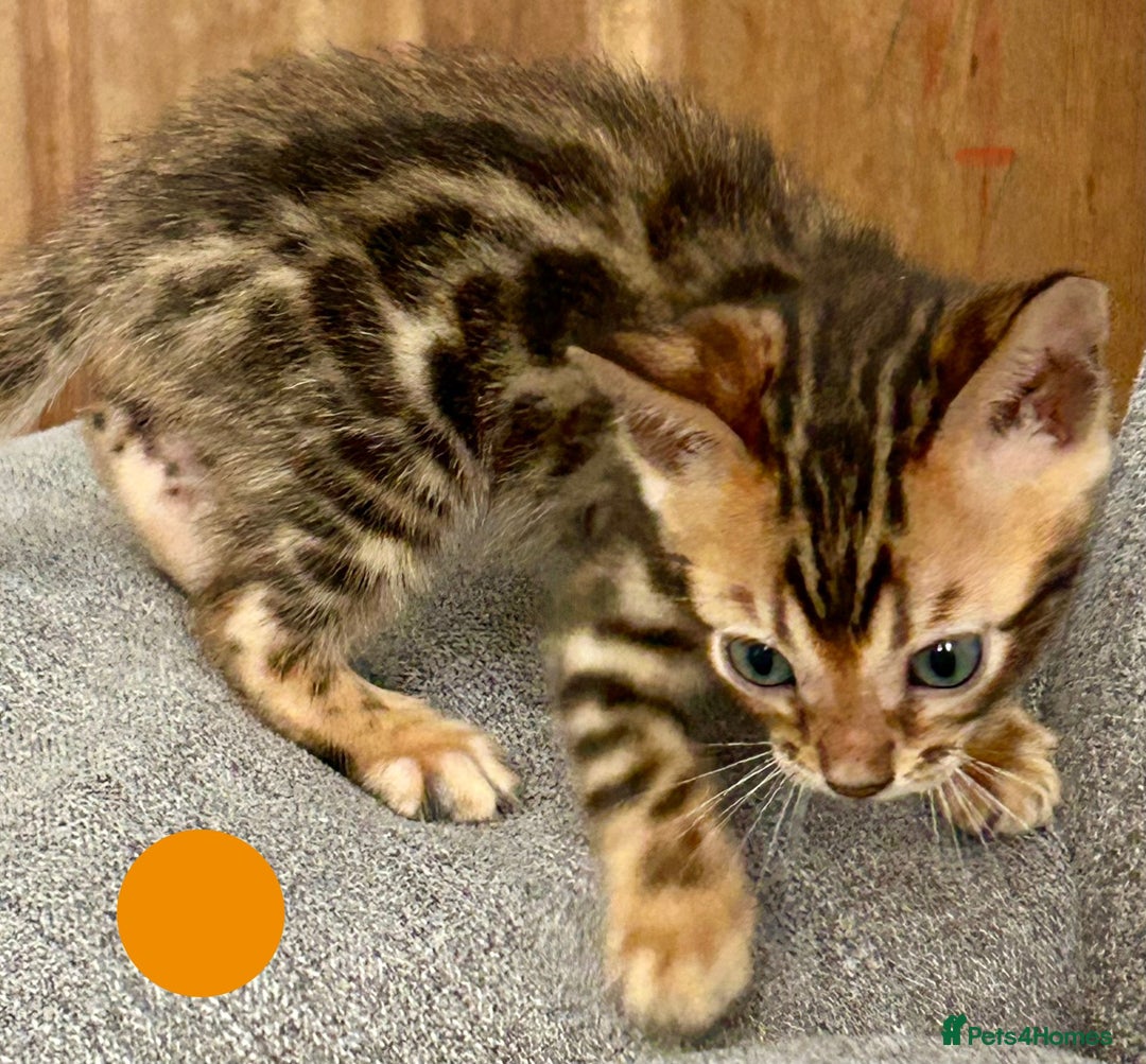 Bengal cats for sale: 6 Gorgeous Bengals kittens ready for reservation  - Image 9