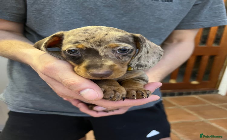 Dachshund dogs - Advert 1