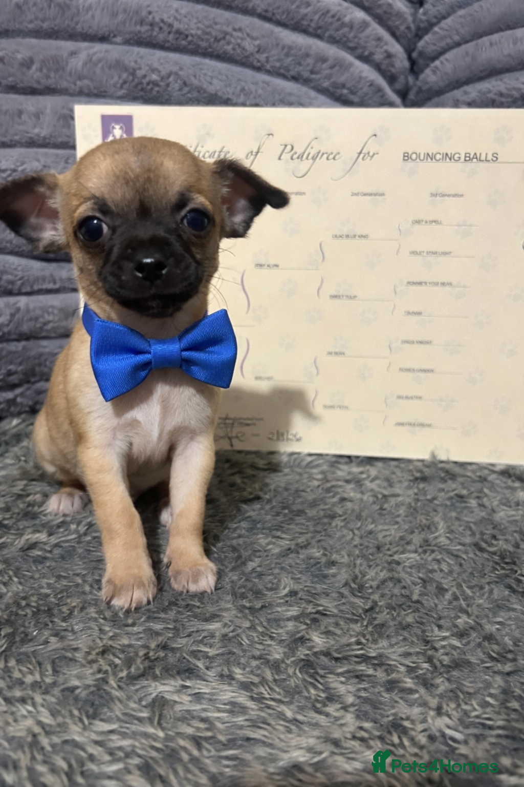 Chihuahua dogs Chihuahua puppies  - Advert 6